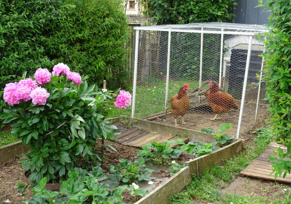 Poulailler dans un jardin Refuge LPO © Pierre Cousin